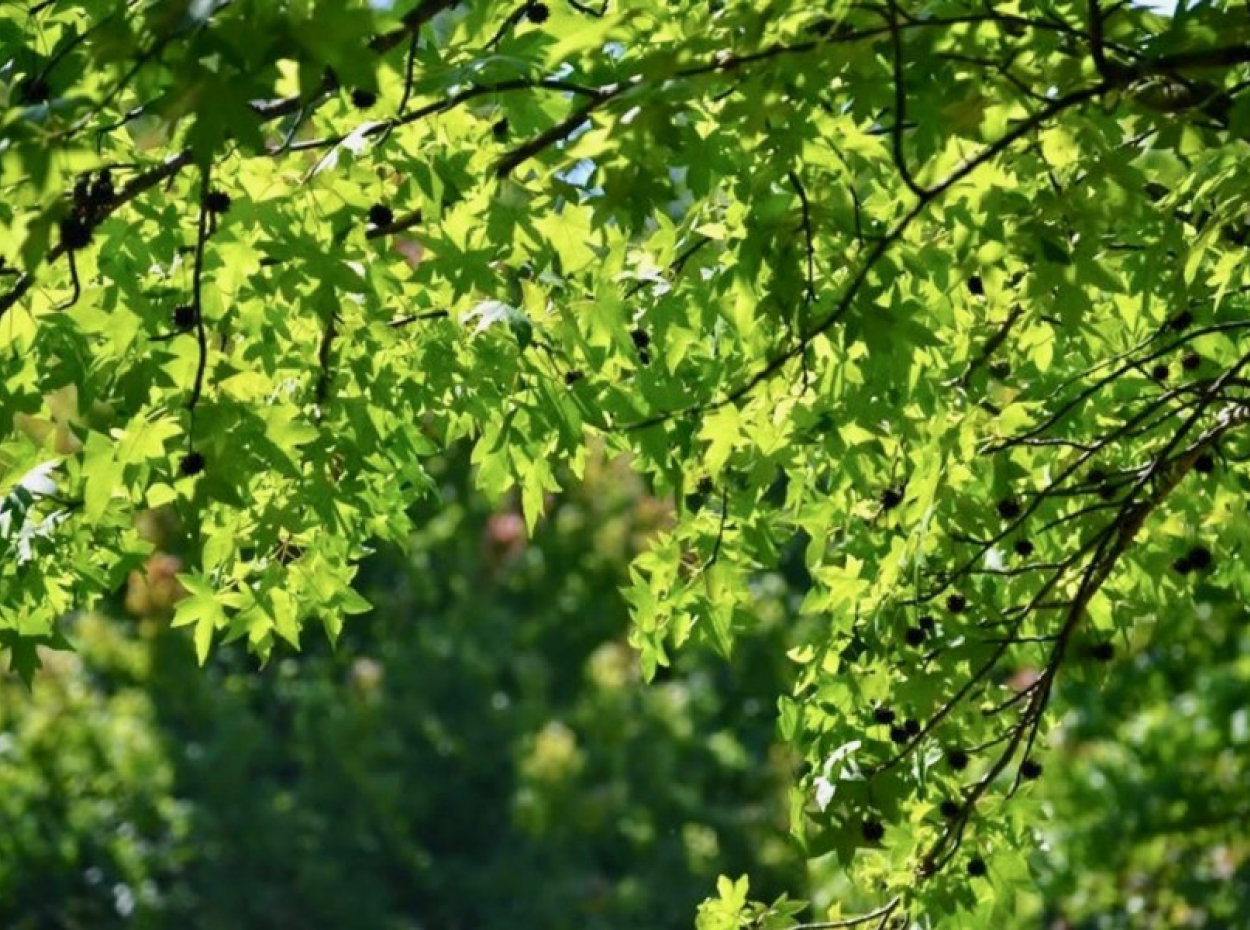 Fotos Von Köyceğiz. Köyceğiz Villa Urlaub