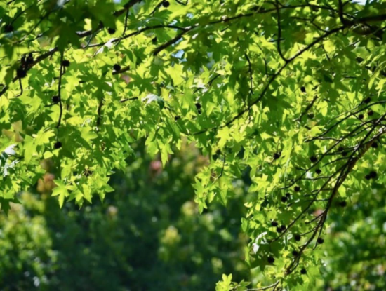 Photos Of Köyceğiz. Köyceğiz Villa Holiday